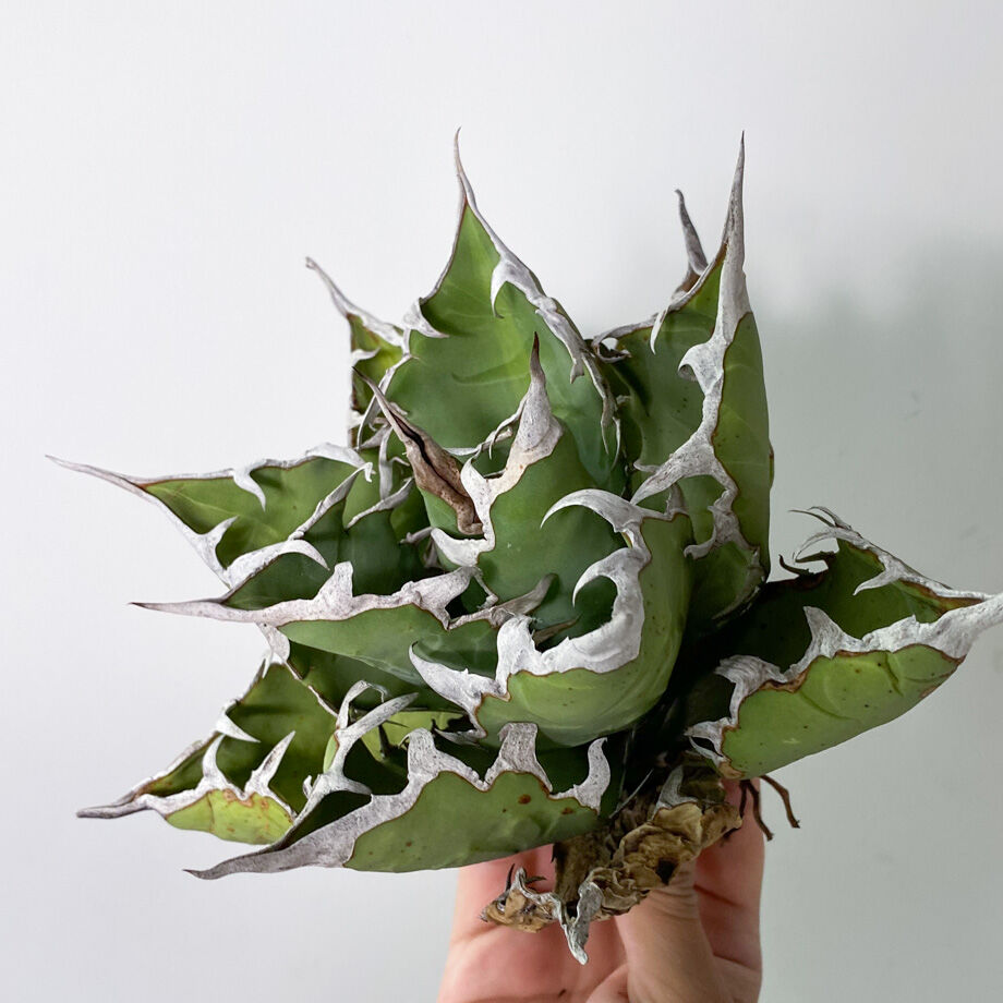 アガベ チタノタ FO-076 OLD （抜き苗販売）RF22828 | RAFLUM / ラ