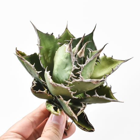 【直接取引】アガベ アガベチタノタ魚刺 | STORES