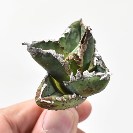 CATEGORY アガベ チタノタ 狼人 | RAFLUM / ラフラム｜東京