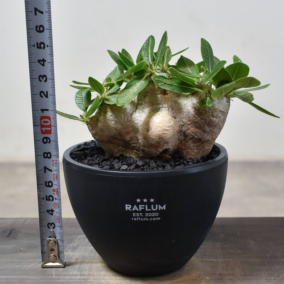 恵比寿笑　ブレビカウレ　検）グラキリス　パキプス パキポディウム ブレビカウレ 