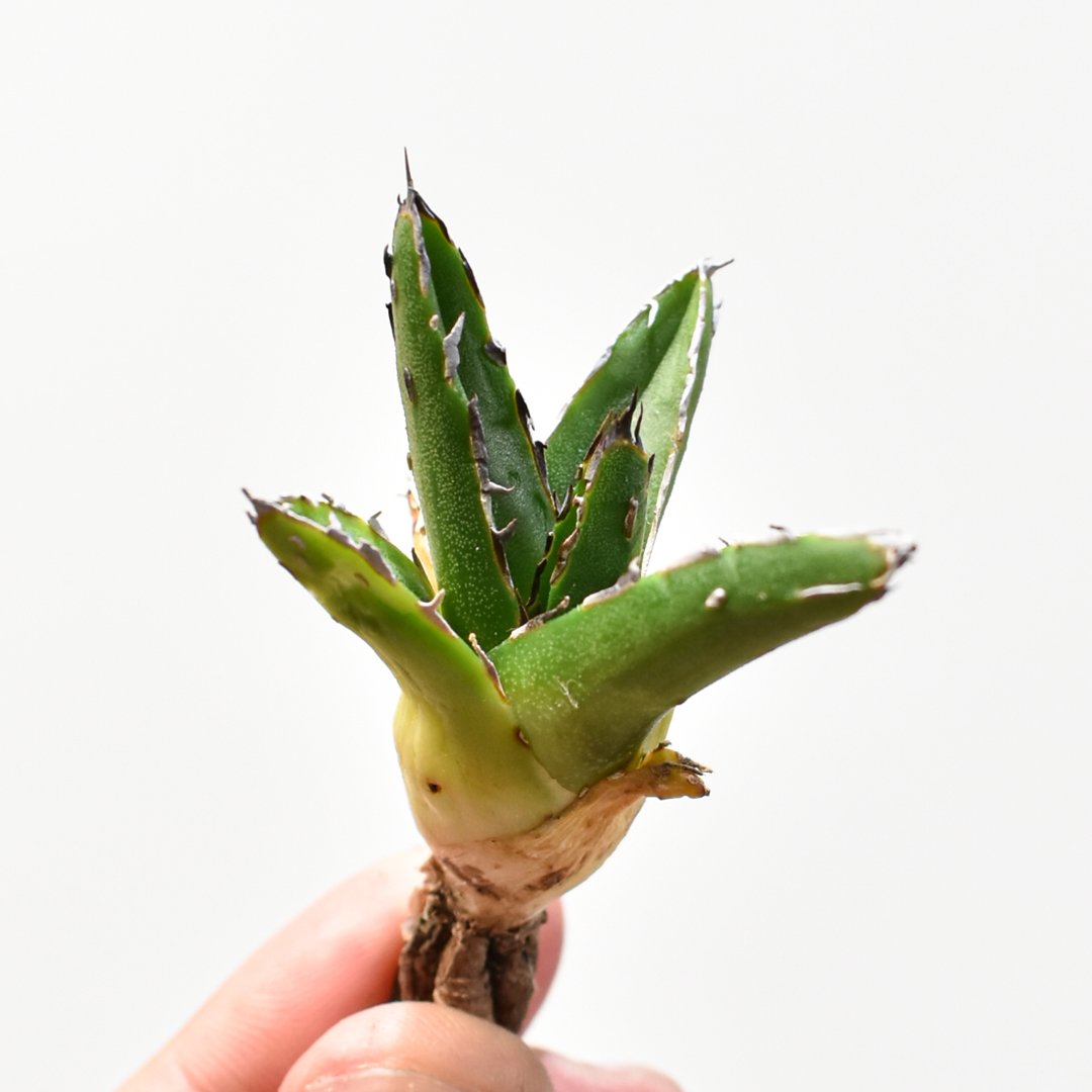 アガベ Dennis ピンティラ【台湾DENNIS産/抜き苗/子株】DN25010571 |