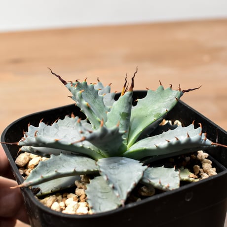アガベ ハイブリット 日系イシスメンシス×象牙妖炎（陽炎エボリ）【台湾botanical_seeker産】RF25011398