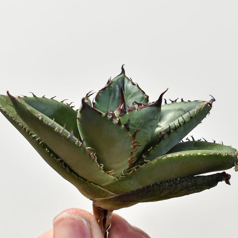 アガベ チタノタ 