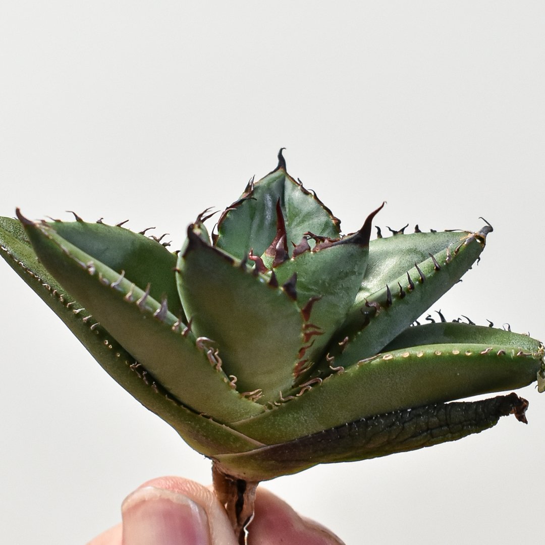 cj plants産　胖鯨　大株 発根済 台湾Shi-hao産 アガベ チタノタ パンジン 胖鯨 agave