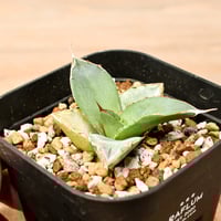 アガベ チタノタ "貔貅"【台湾 dragon agave産/TC子株/】DGC2408052