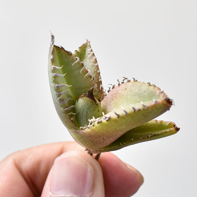 アガベ チタノタ Shi-hao 