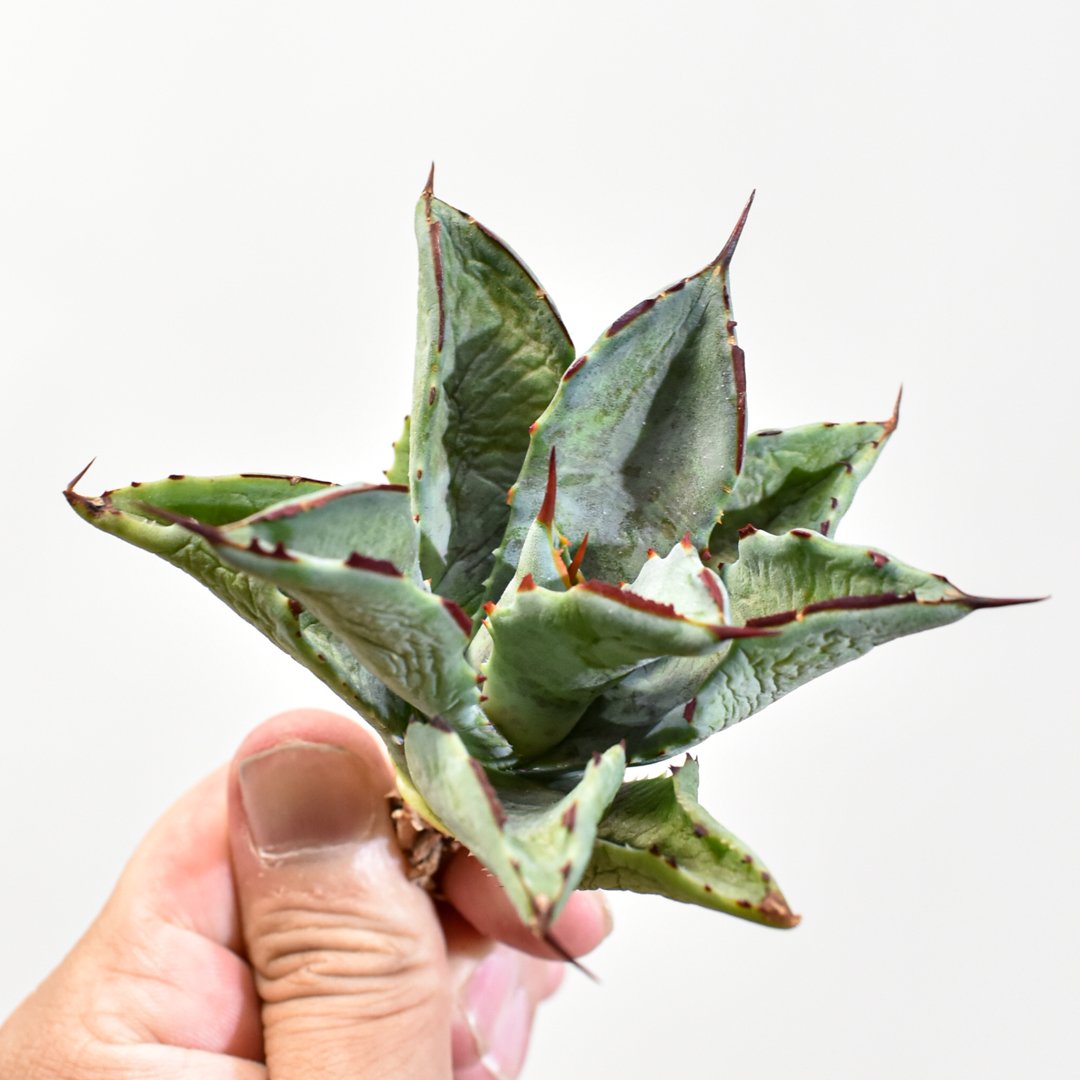 アガベ hybrid イシスメンシス×マンガベブラッドスポット /雷帝X