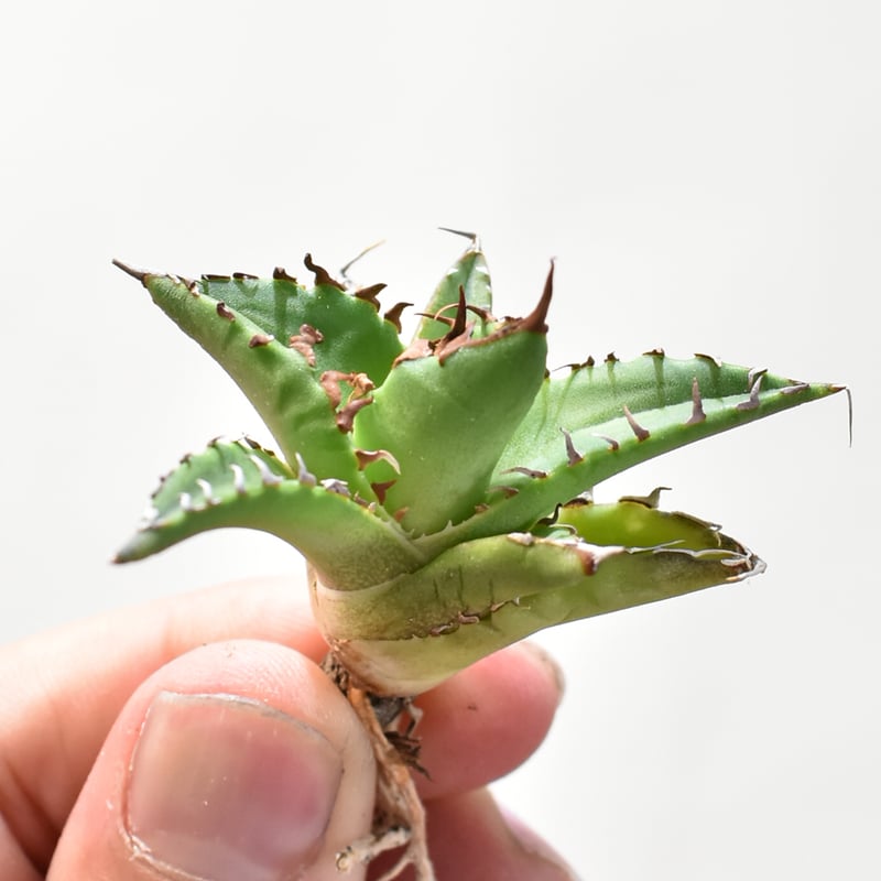 アガベ Dennis hybrid ホリダ×鬼爪（026） 