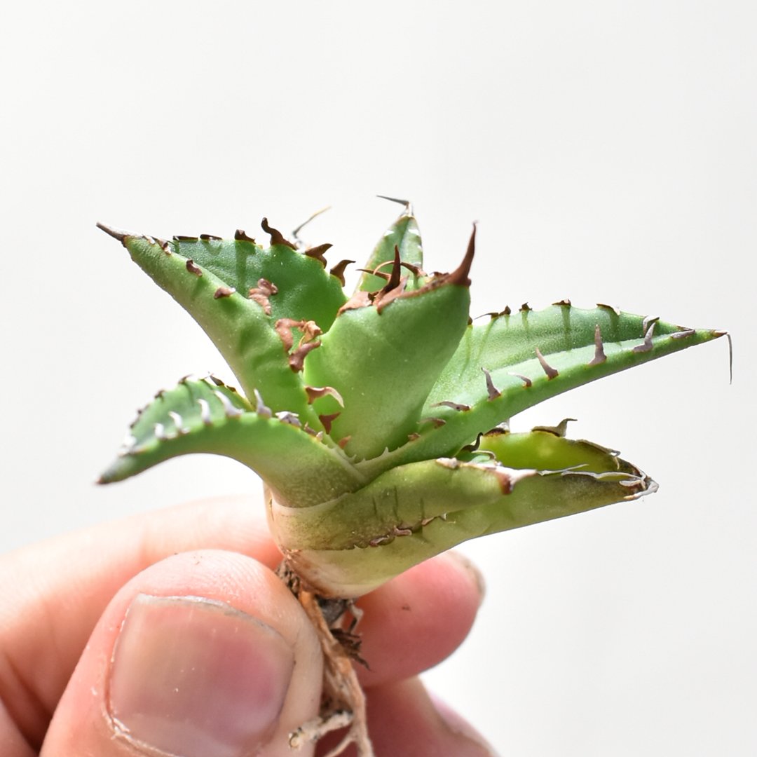 アガベ Dennis hybrid ホリダ×鬼爪（026） 