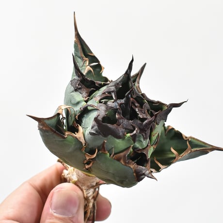 【RAFLUM特選株】アガベ チタノタ チーター "精品猟豹"  【台湾 dragon agave産/中株/抜き苗】DG2402736(T) A
