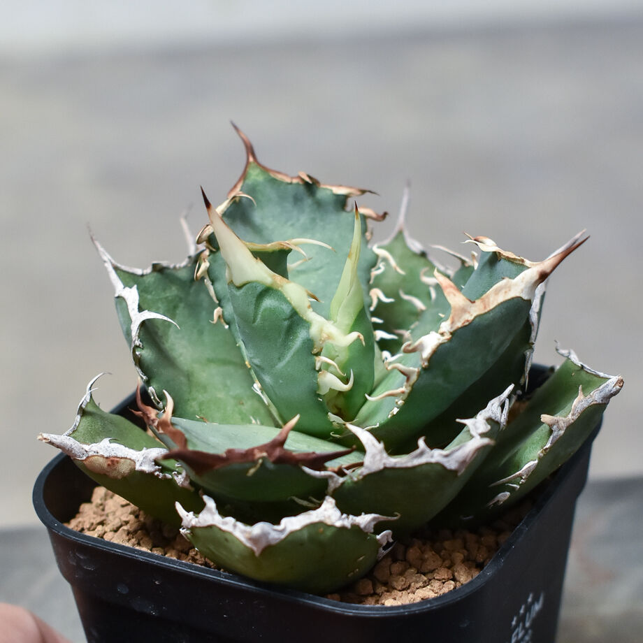 アガベ チタノタ 