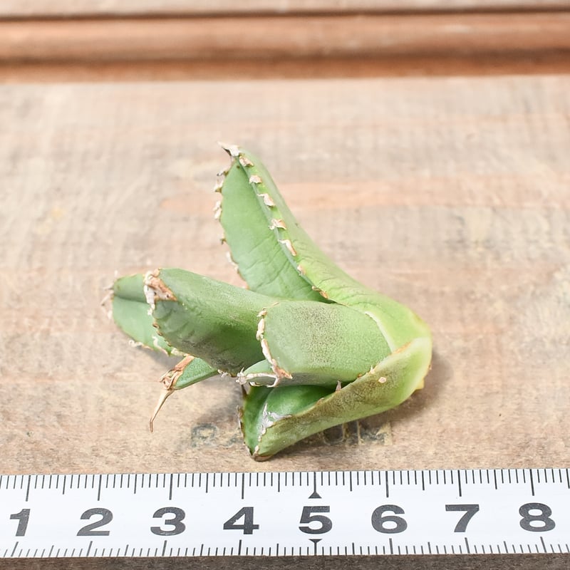 アガベ チタノタ ゴジラ 