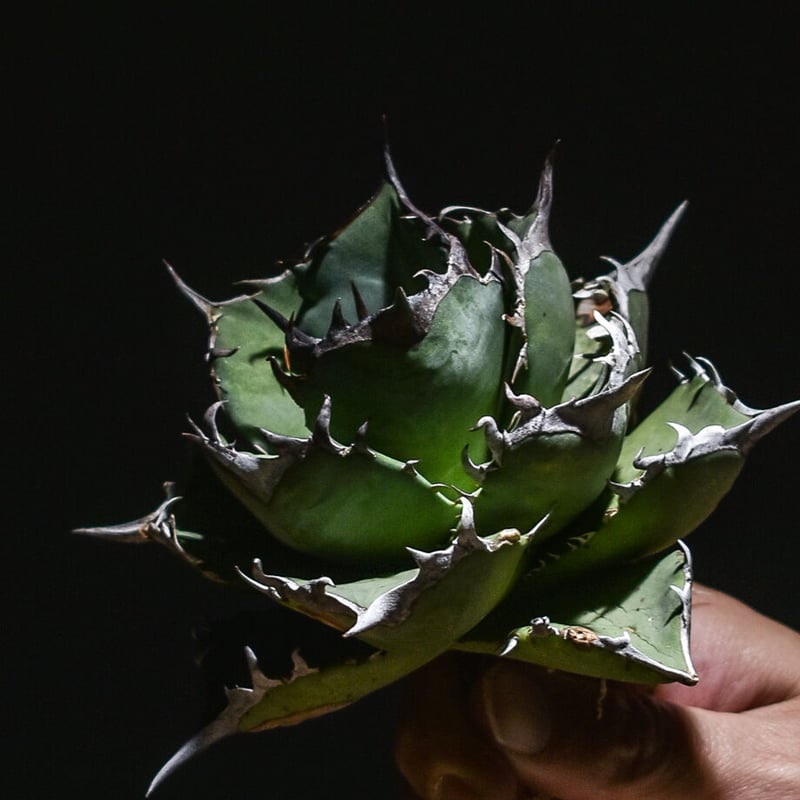 ◆アガベ！鳳凰！◆ アガベ チタノタ フェニックス 