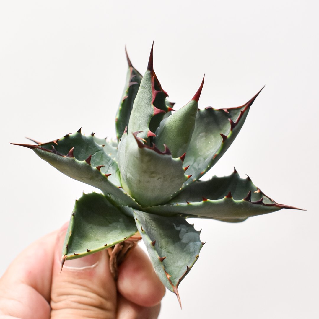 12日まで値引きパライシ　パラサナ✖️イシスメンシス 12日まで値引きパライシ パラサナ✖️イシスメンシス 12日まで値引き