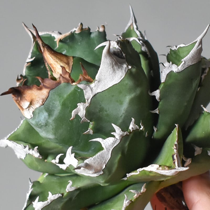 アガベ ブルーフレイム×イシスメンシス ダブルヘッド アガベ ブルー