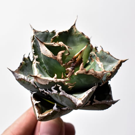 アガベ清櫻 | STORES