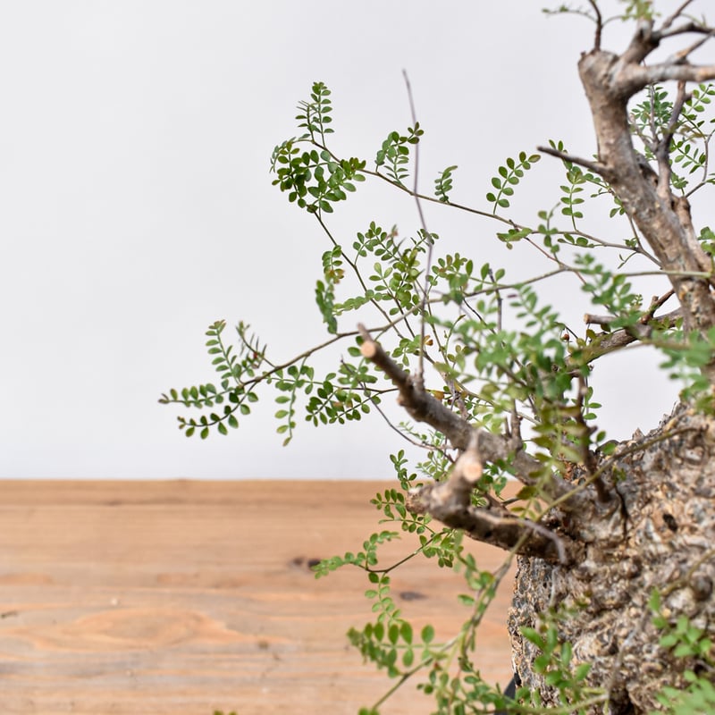 オペルクリカリア パキプス RFHK25011494 | RAFLUM / ラフラム｜東京