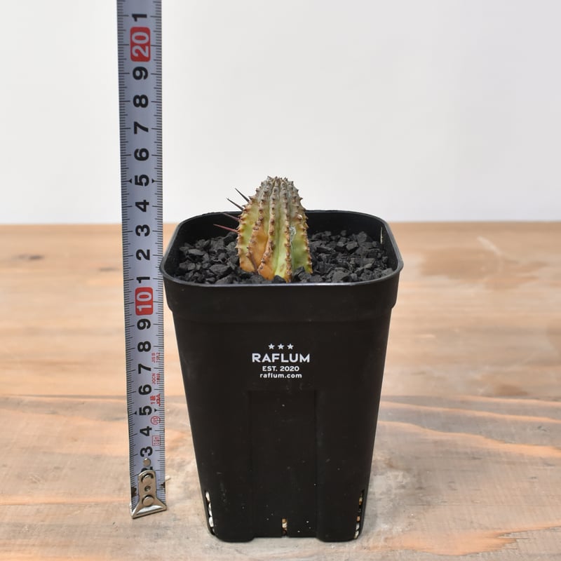 ユーフォルビア ホリダ 