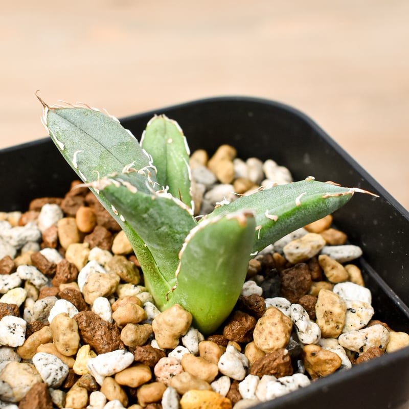 アガベ チタノタ 