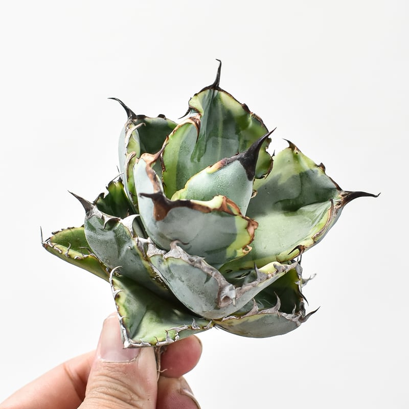 アガベ チタノタ 