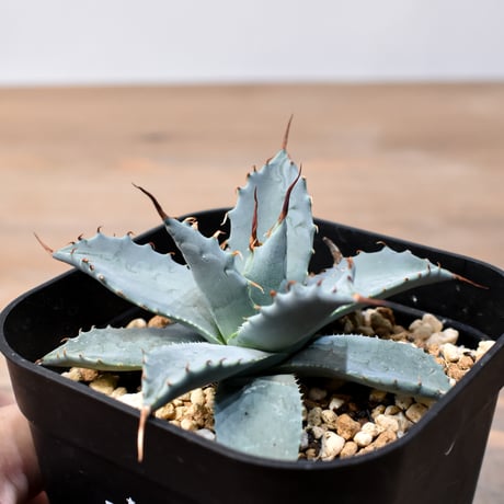 アガベ ハイブリット 日系イシスメンシス×象牙妖炎（陽炎エボリ）【台湾botanical_seeker産】RF25011377