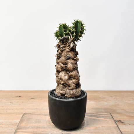 本日値下げ！！　ユーフォルビア　ムランジーナ　発根済み　検　パキプス　グラキリス 本日値下げ！！ ユーフォルビア ムランジーナ 発根済み 検