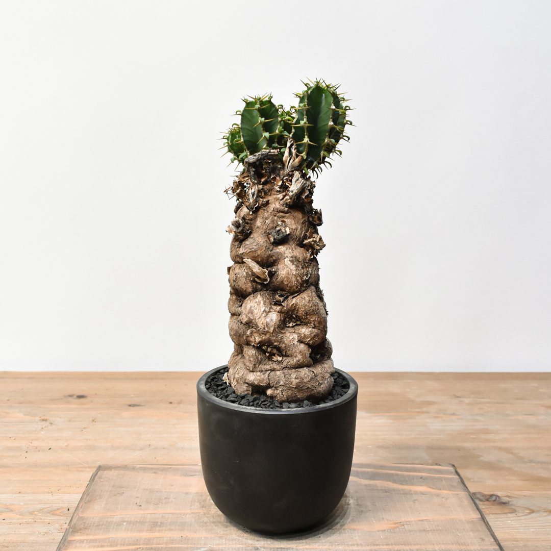 A*S様 ユーフォルビア ムランジーナ 現地球 葉有り 輸入即出品 03EM A*S様 ユーフォルビア ムランジーナ 現地球 葉有り 輸入即出品 03EM