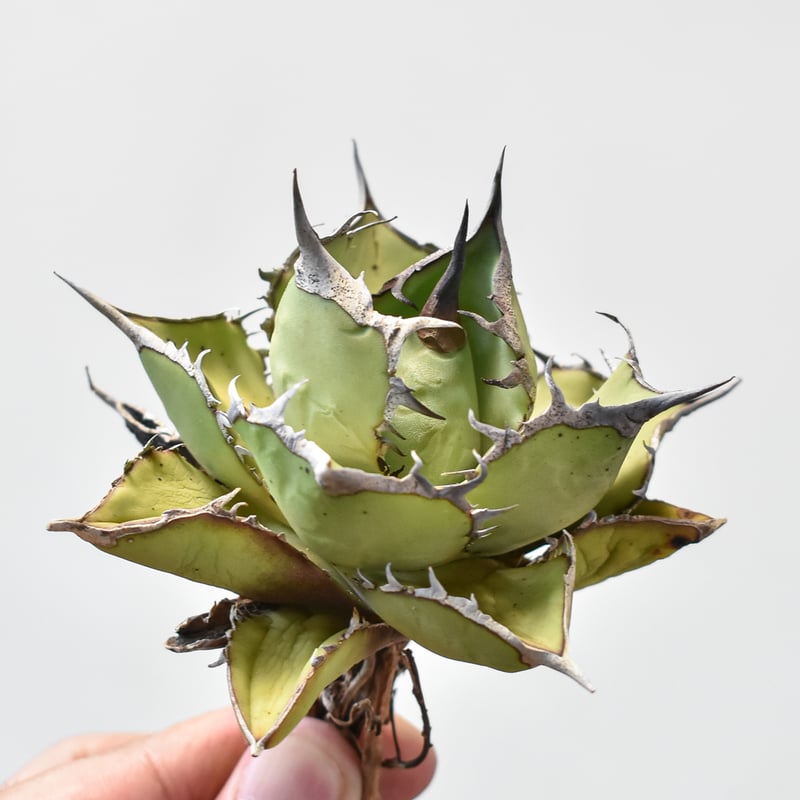 アガベ チタノタ パンダ 