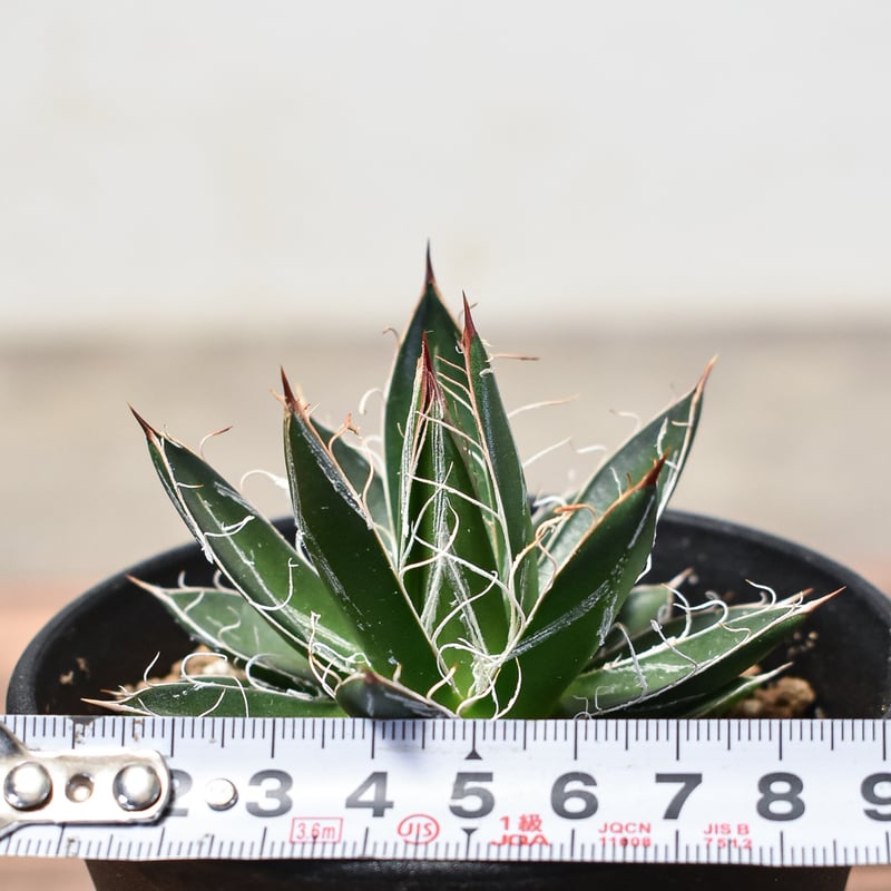 アガベ フィリフェラ 