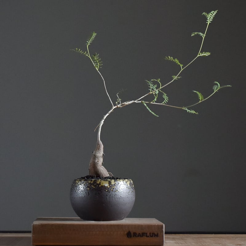 【超希少株】 オペルクリカリア ヒファエノイデス 斑入り 超希少株】 オペルクリカリア ヒファエノイデス 斑入り