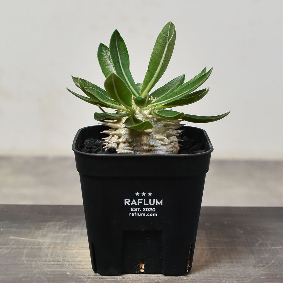 パキポディウム・デンシカウレ 