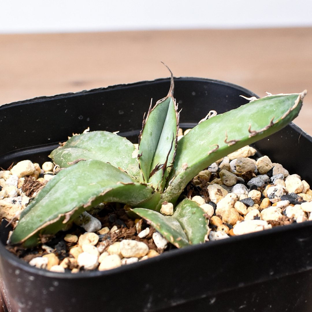 アガベ1981 子株（小） 1981】育成株直の子株 発根済み | Miura Farm