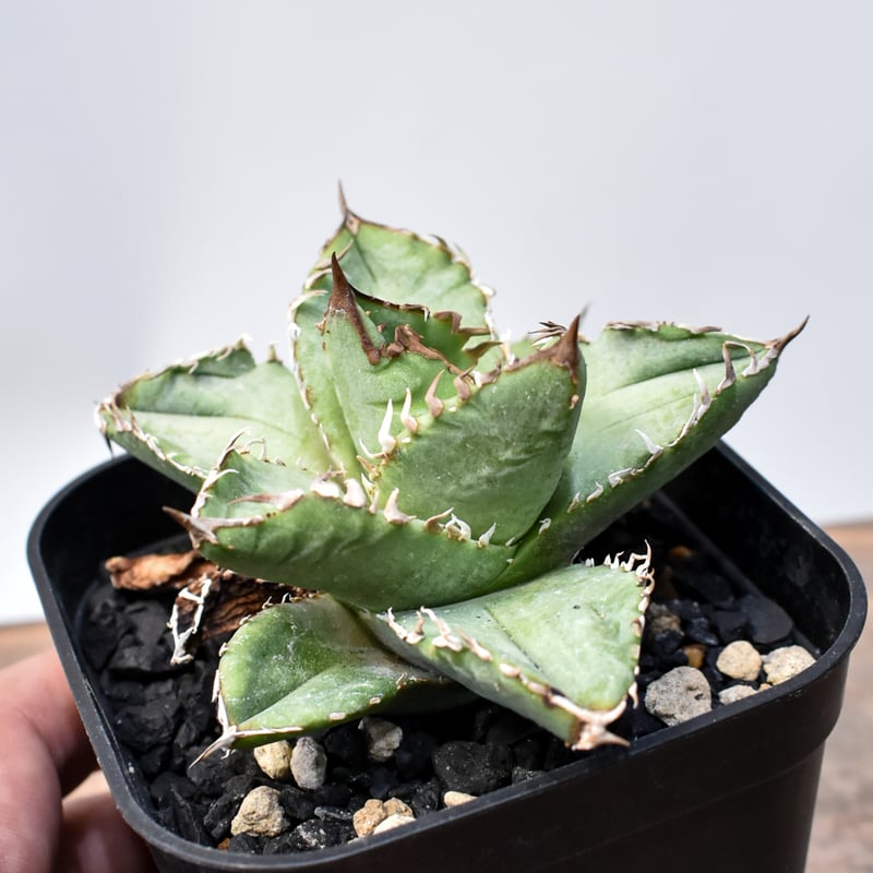 アガベ チタノタ 