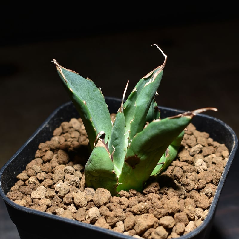 【現品】アガベ チタノタ ハデス \