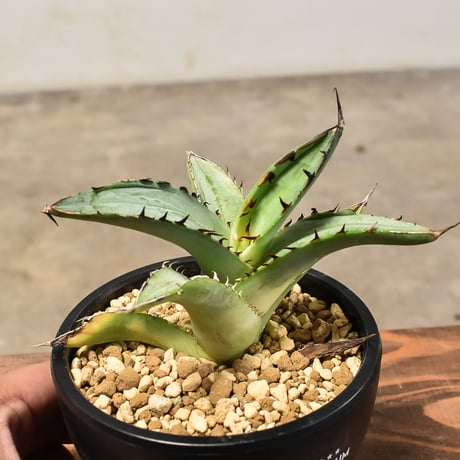 CATEGORY アガベチタノタソルティードック | RAFLUM / ラフラム｜東京