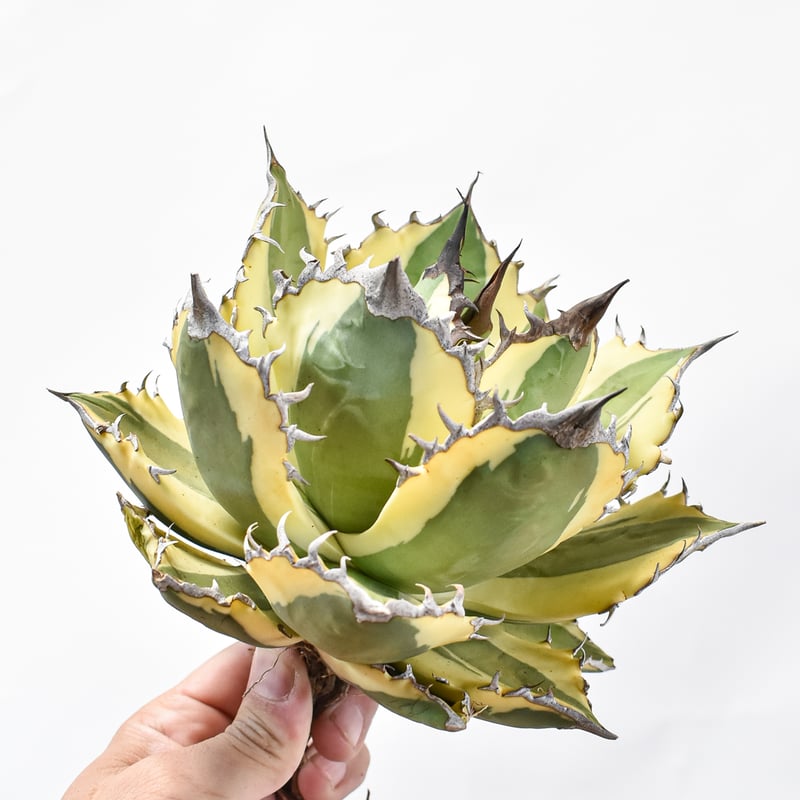 アガベ チタノタ スナグルトゥース 