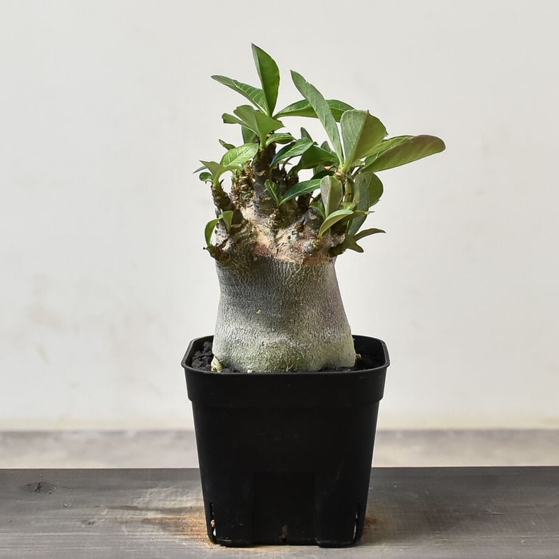 アデニウム アラビカム 