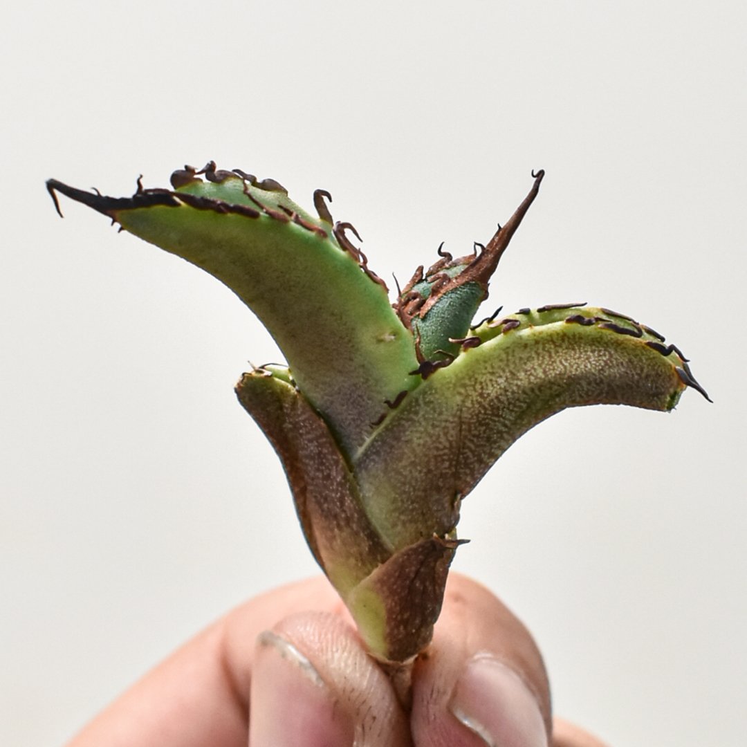 アガベ チタノタ 