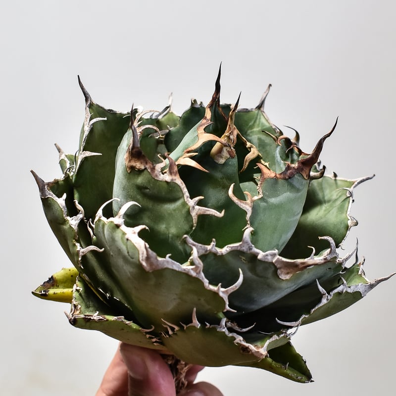 アガベ　白鯨　ボールタイプ アガベ・チタノタ白鯨（ボールタイプ）中-092｜agave titanota