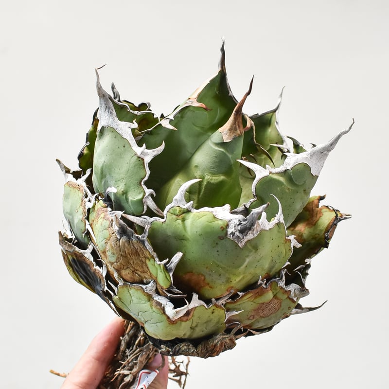 アガベ 大白鯊 Berlin産 (アガベ『大白鯊』 | Lucky Summer Agave) アガベ 大白鯊 Berlin産 (アガベ『大白鯊』 | Lucky Summer Agave)