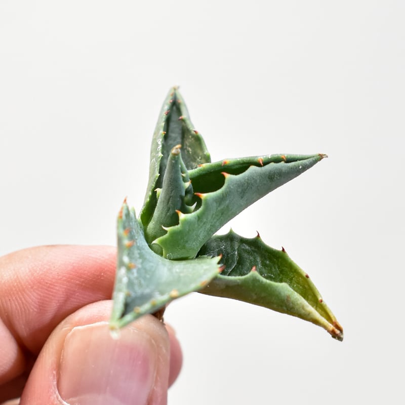 アガベ 笹の雪 イシスメンシス ハイブリッド US産 from Jeremy