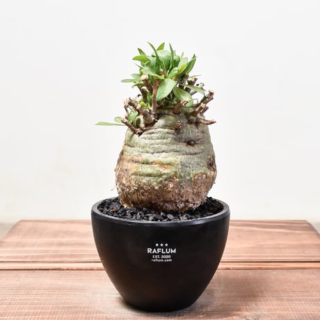 写真更新！コレクション株！フォークイエリア　コルムナリス コルムナリス | STORES