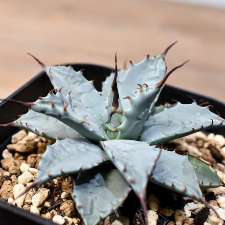 アガベ ハイブリット 日系イシスメンシス×象牙妖炎（陽炎エボリ）【台湾botanical_seeker産】RF25011396