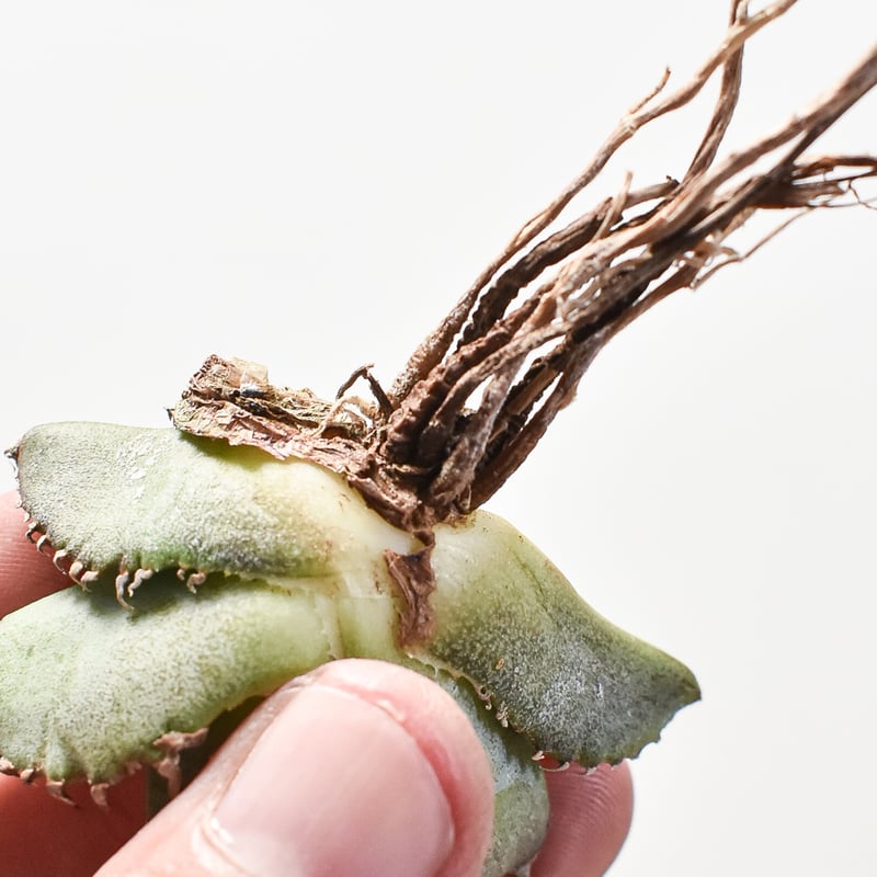 アガベ チタノタ 