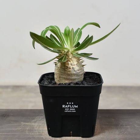 CATEGORY 恵比寿大黒 | RAFLUM / ラフラム｜東京、大阪の塊根植物