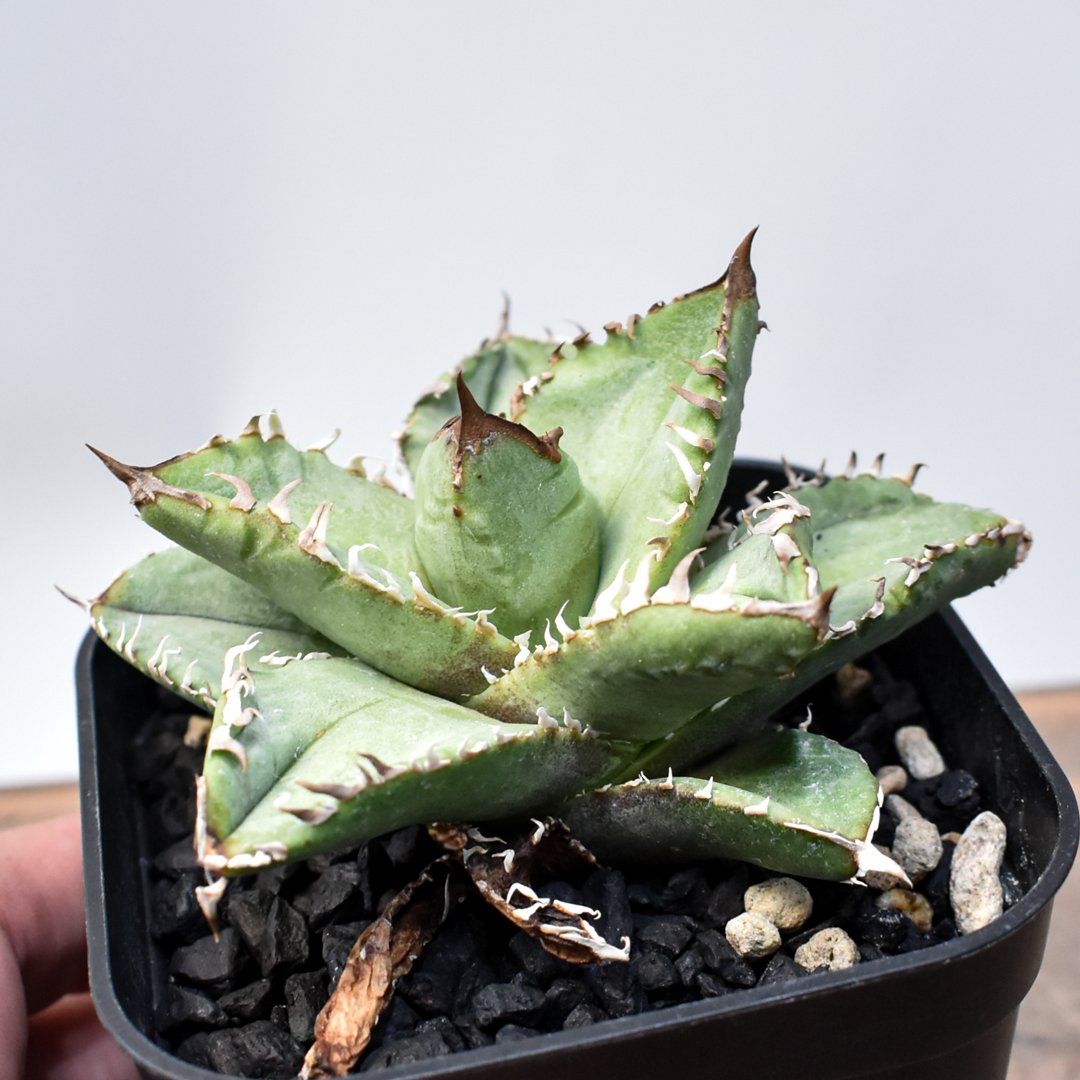 アガベ チタノタ 