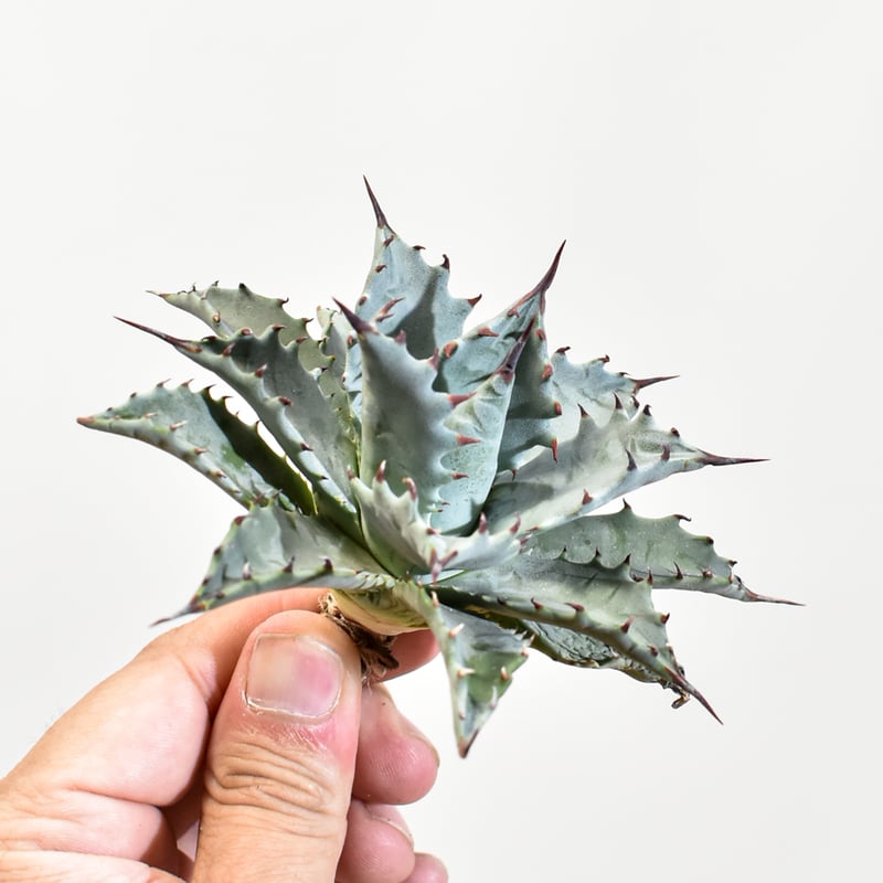 アガベ　レア　中株　パリートランカータ×イシスメンシス　ハイブリッド アガベ レア イシスメンシス×パリートランカータ ハイブリッド