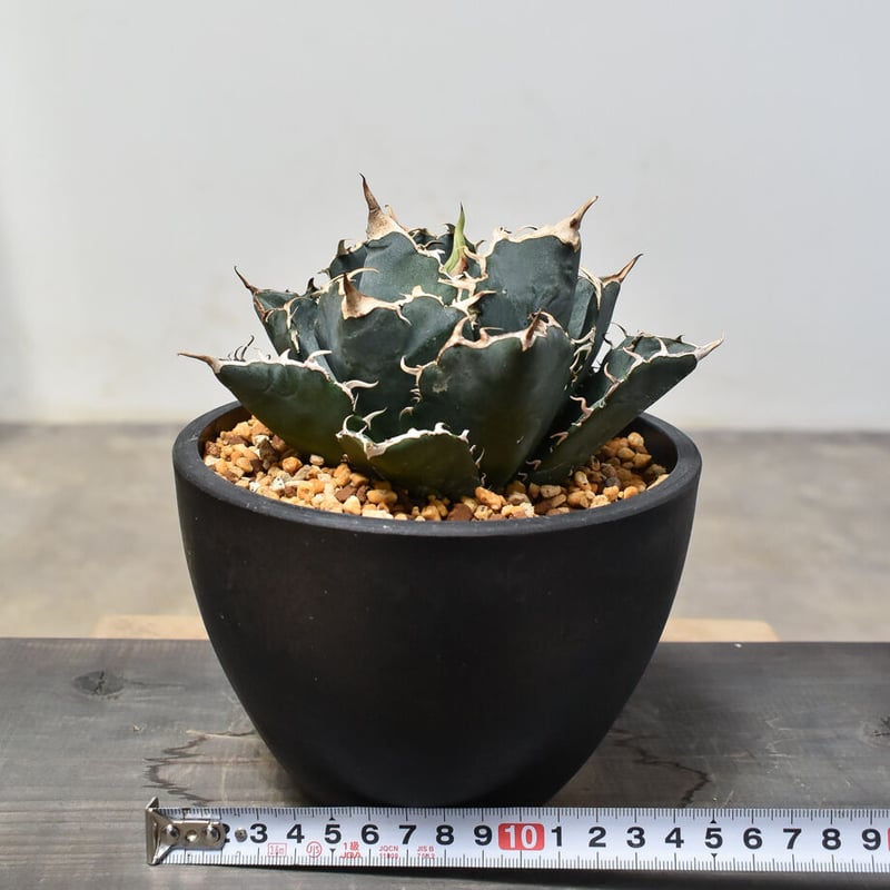 アガベ チタノタ 