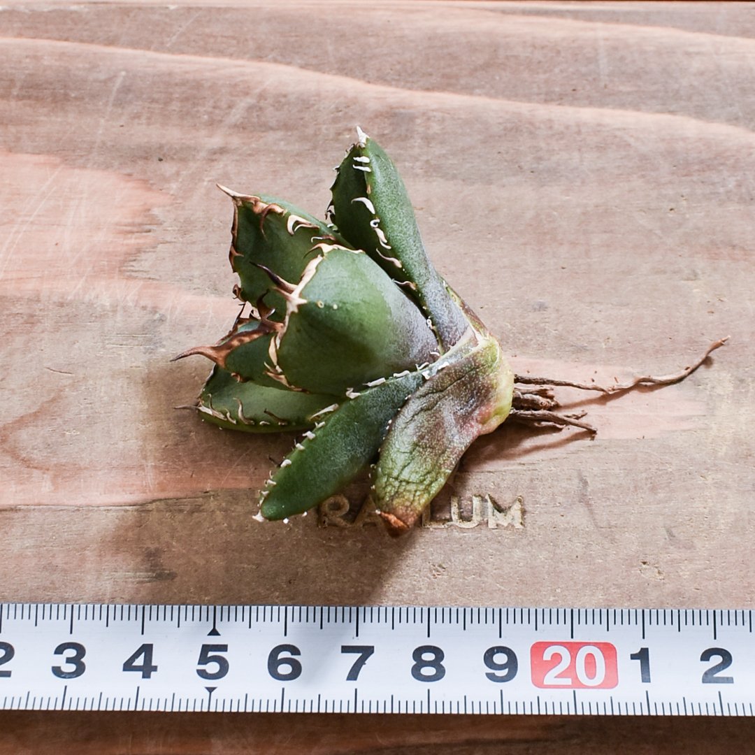 アガベ チタノタ 