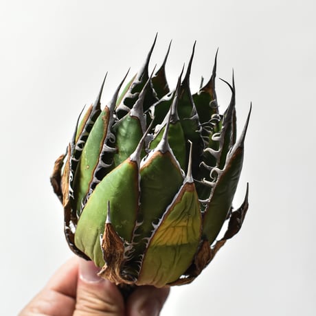 アガベ 精品ホリダ "精品狂刺霍利達"【台湾 dragon agave産/中株/抜き苗】A93